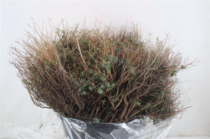 <h4>Euph Spinoza Medium 200gr P Bunch</h4>