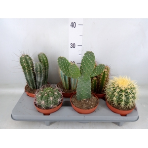 Cactus   ...mix