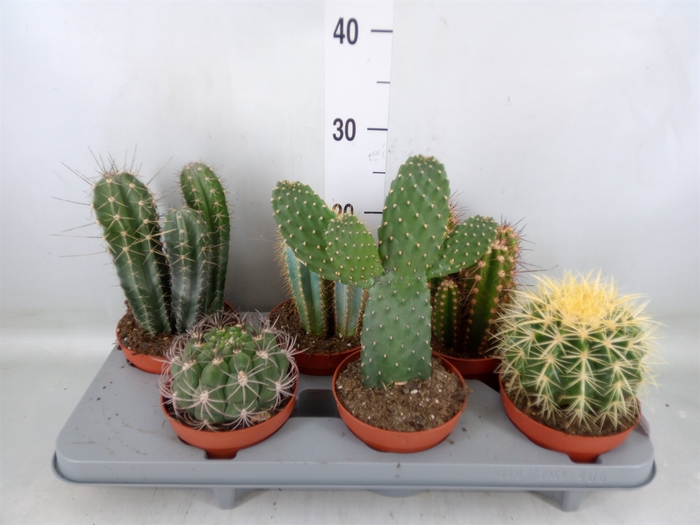 <h4>Cactus   ...mix</h4>