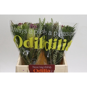 BQ Protea Caroussel Limelight