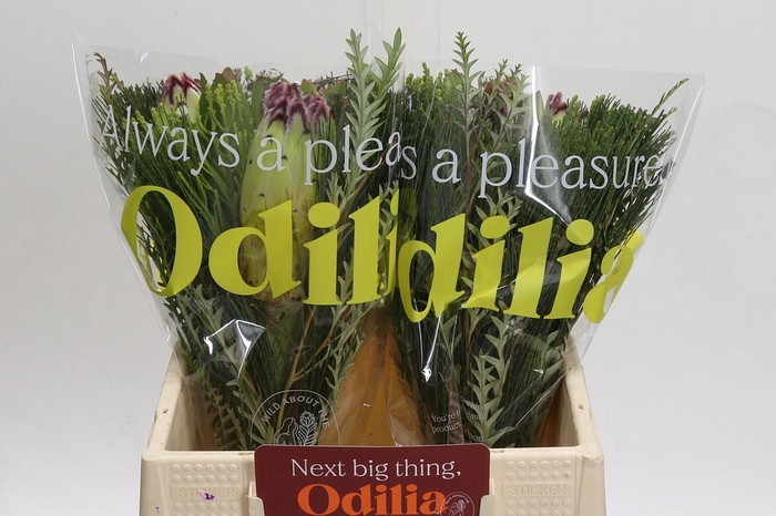 <h4>BQ Protea Caroussel Limelight</h4>