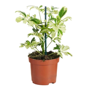 Schefflera Ar Overig toef Janine