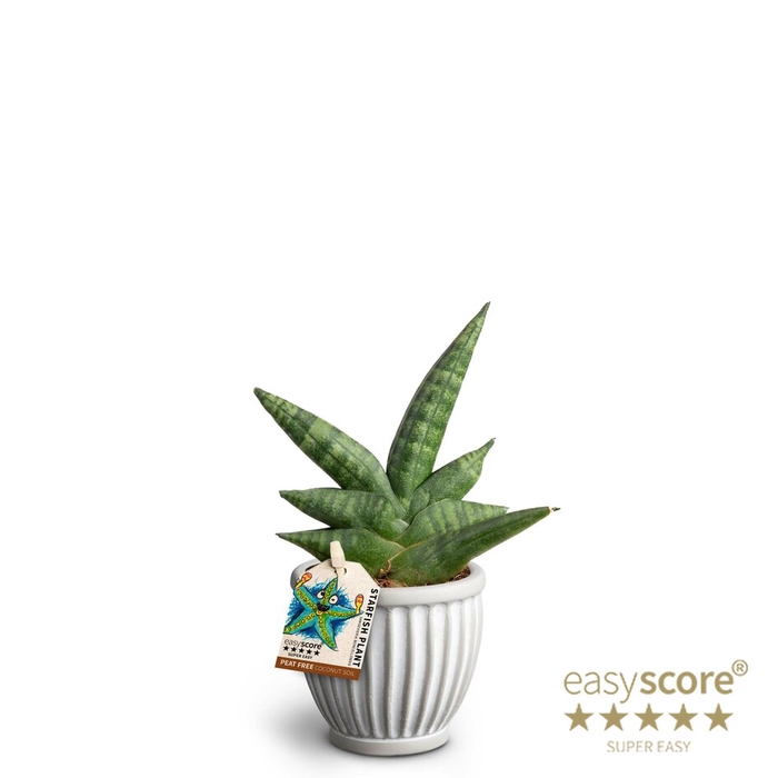 SANSEVIERIA BONCELLENSIS P7