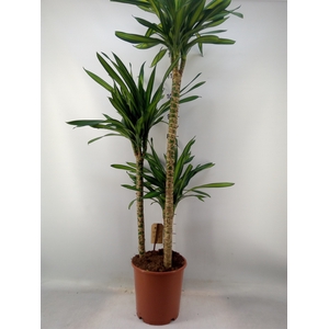 Dracaena frag. 'Riki'