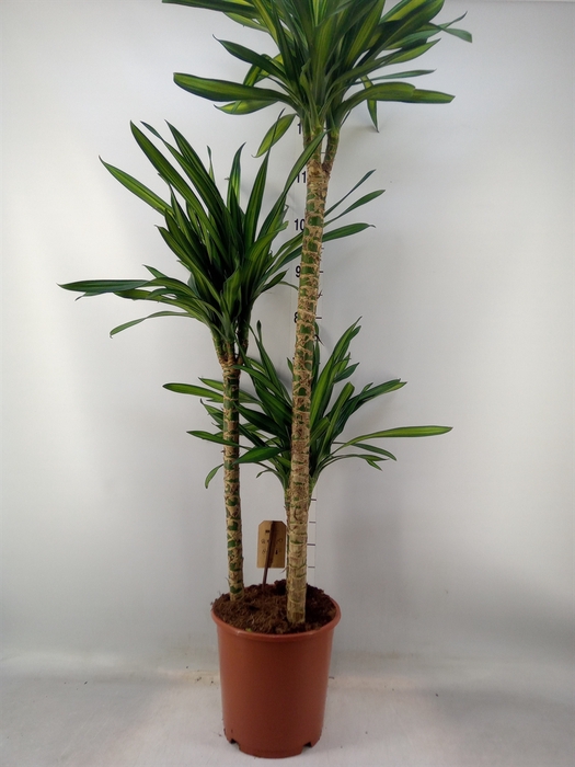 <h4>Dracaena frag. 'Riki'</h4>