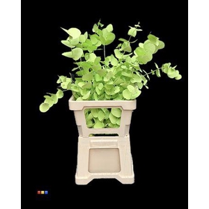 Cinerea Mint