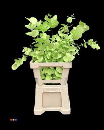 <h4>Cinerea Mint</h4>