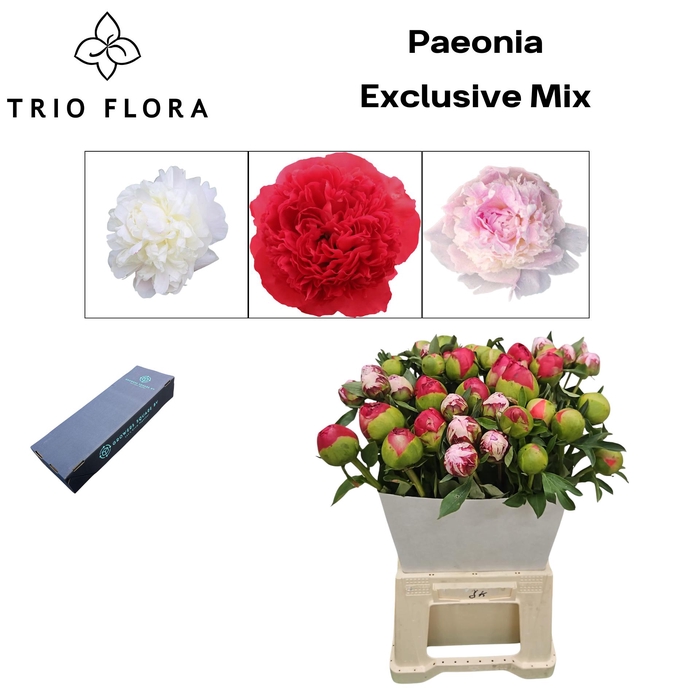 <h4>PAEONIA 'Exclusive Mix' L Box</h4>
