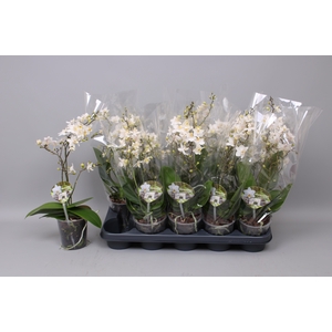 PHAL MF F SOFT CLOUD