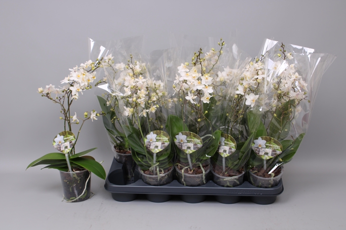 <h4>PHAL MF F SOFT CLOUD</h4>