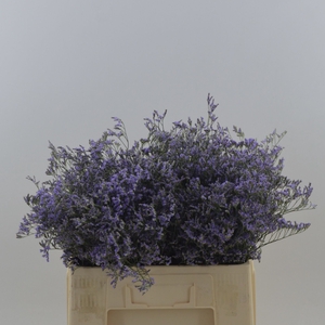 Limonium Maine Blue