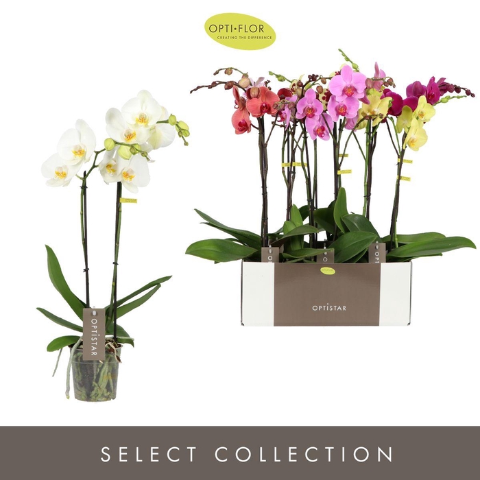 <h4>Phal Gemengd 2 Tak Optistar Hollywood</h4>