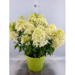 Hydrangea pan.