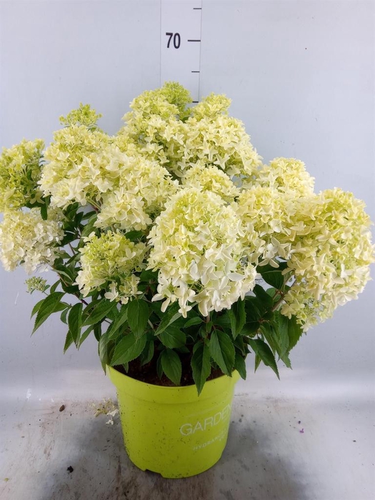 <h4>Hydrangea pan.</h4>