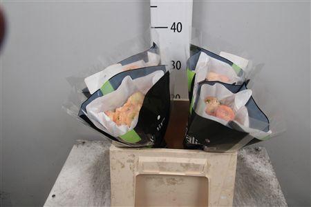 <h4>Ran Su Tuareg</h4>