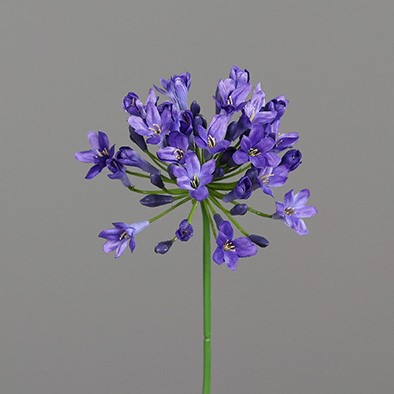 <h4>Amaranthus 75cm lavender-blue</h4>