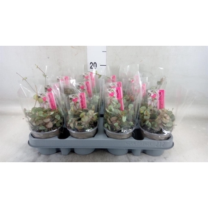 Ceropegia woodii 'Silver Glory'