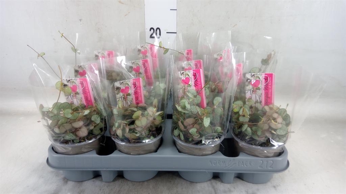 <h4>Ceropegia woodii 'Silver Glory'</h4>