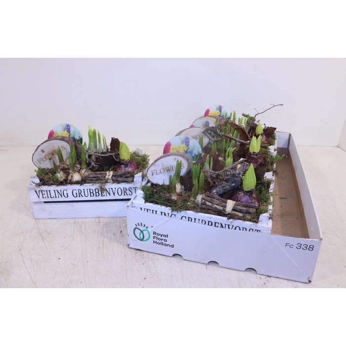 <h4>ARR BOL KNOLGEWAS</h4>