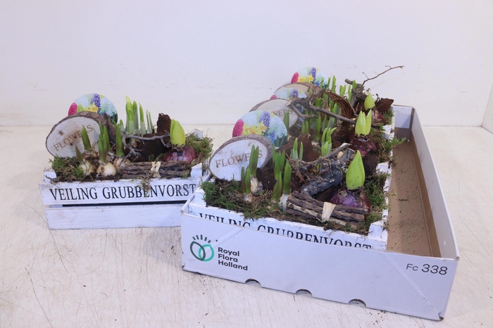 <h4>ARR BOL KNOLGEWAS</h4>