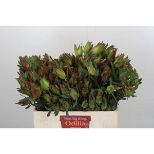 Leucadendron Highlight Spray