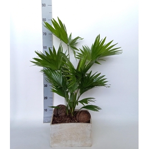 Livistona in Luna creme