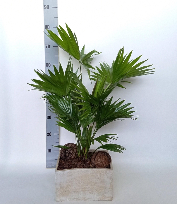 <h4>Livistona in Luna creme</h4>