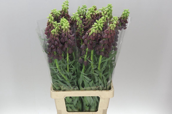 <h4>Fritillaria Persica</h4>