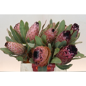 PROTEA MAGNIFICA