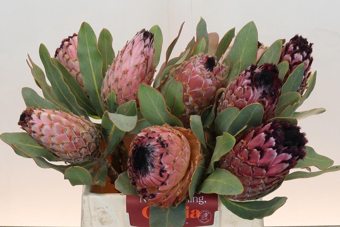 <h4>PROTEA MAGNIFICA</h4>