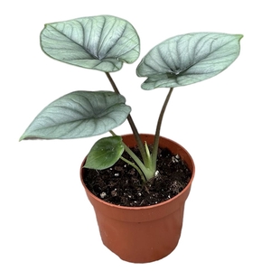 Alocasia