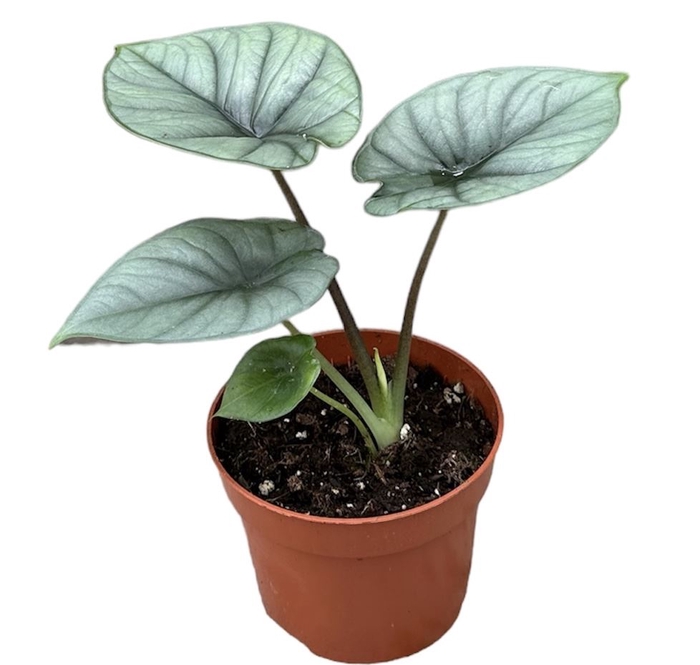 <h4>Alocasia</h4>