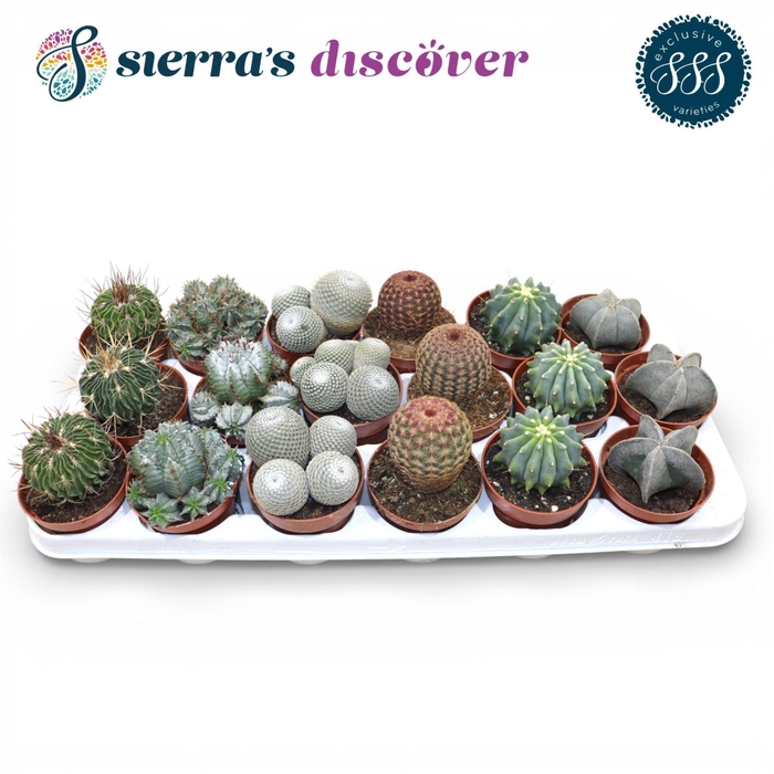 <h4>Discover® - Bilbao Cactus Mix (Exclusive)</h4>