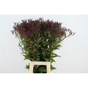 VERNONIA CRINITA