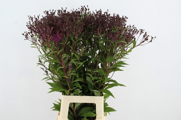 <h4>VERNONIA CRINITA</h4>