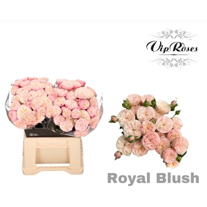 R TR ROYAL BLUSH