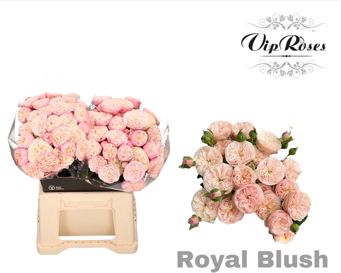 <h4>R Tr Royal Blush</h4>