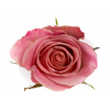 R Gr Hermosa+ Pink 60cm EC