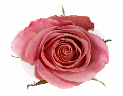 R Gr Hermosa+ Pink 60cm EC