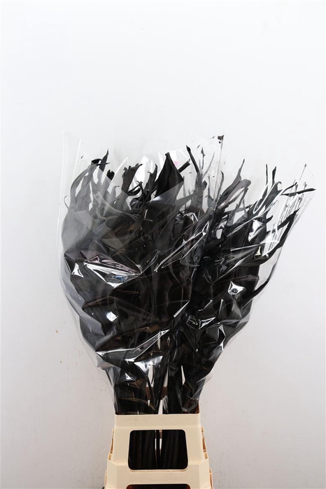 Dried Strelitziablad Zwart P Stem