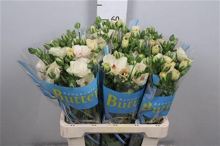 <h4>Ran Butterfly Keramos</h4>