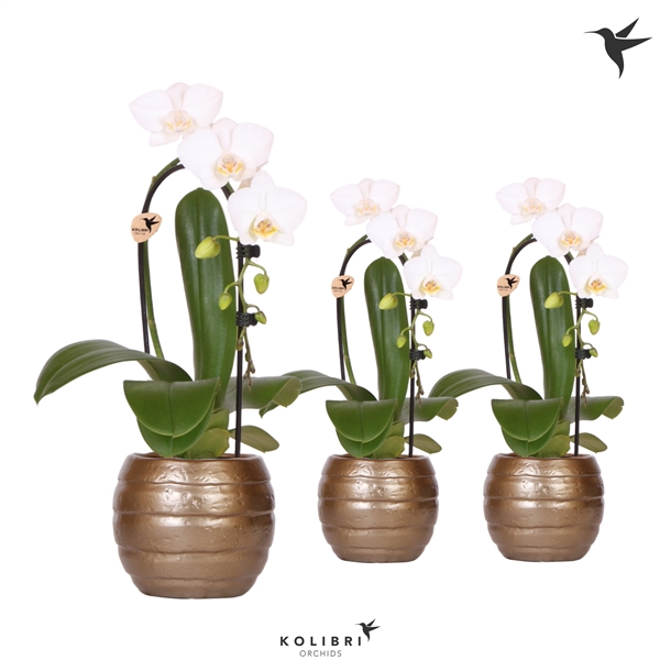 <h4>Kolibri Orchids Niagara fall white 1 spike in Bee pot</h4>