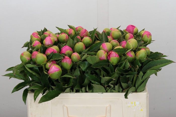 <h4>Paeonia Monsieur Jules Elie</h4>