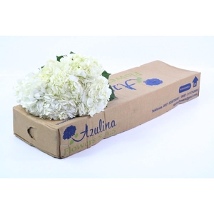Hydrangea white in box