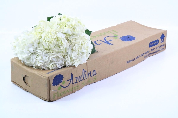 <h4>Hydrangea white in box</h4>