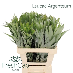 Leucadendron overig