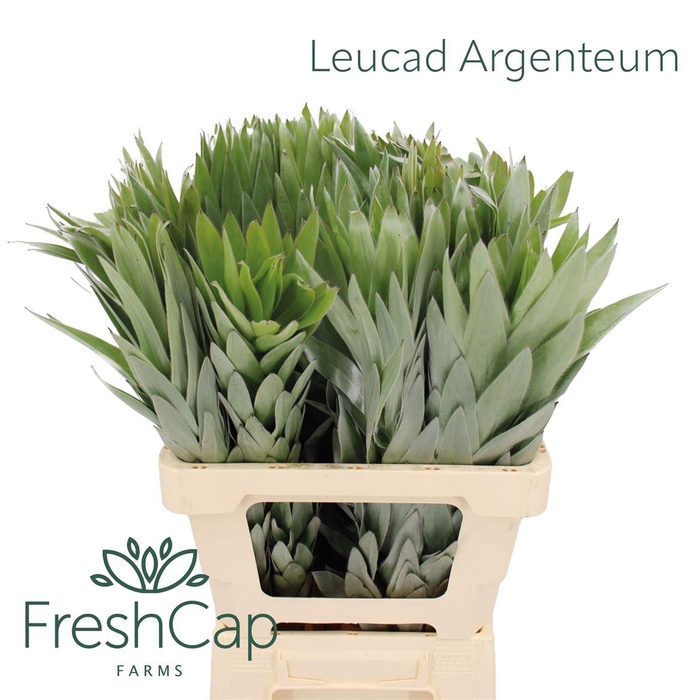 <h4>Leucadendron overig</h4>