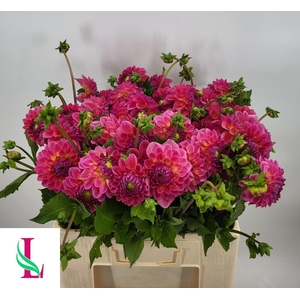 DAHL PINK SUFFUSION