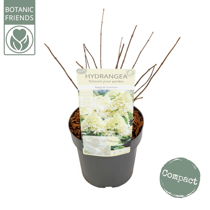 <h4>Hydrangea pan. 'Magical Summer'</h4>