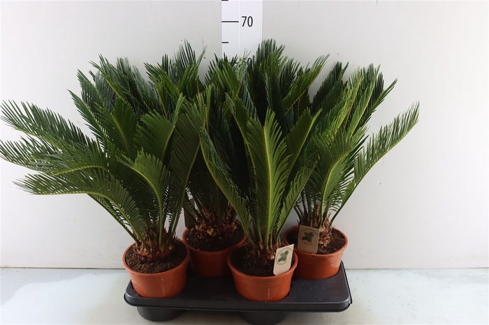 <h4>Cycas Revoluta</h4>